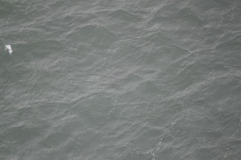 Missing Picture
